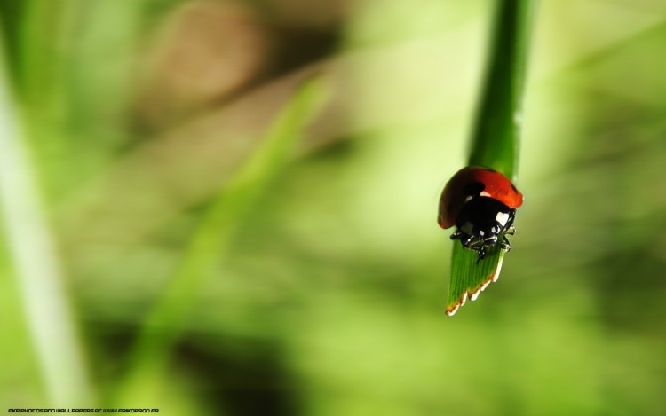 Fonds d'cran Animaux Insectes - Coccinelles La bte a bon dieu :)