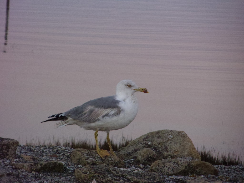 Fonds d'cran Animaux Oiseaux - Mouettes et Golands 