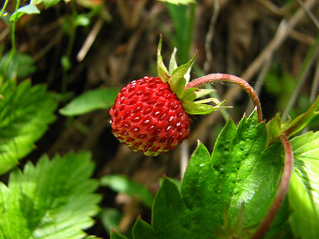 Wallpapers Nature Fruits Fraise des bois 