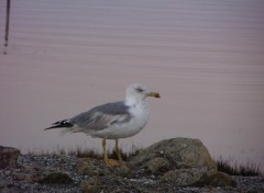 Fonds d'cran Animaux Image sans titre N282556