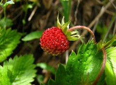 Fonds d'cran Nature Fraise des bois 