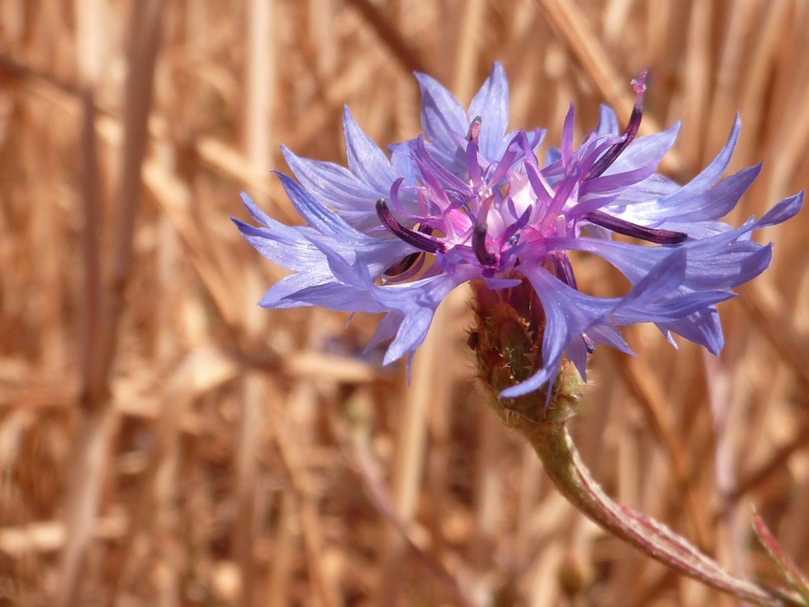 Wallpapers Nature Flowers Bleuet