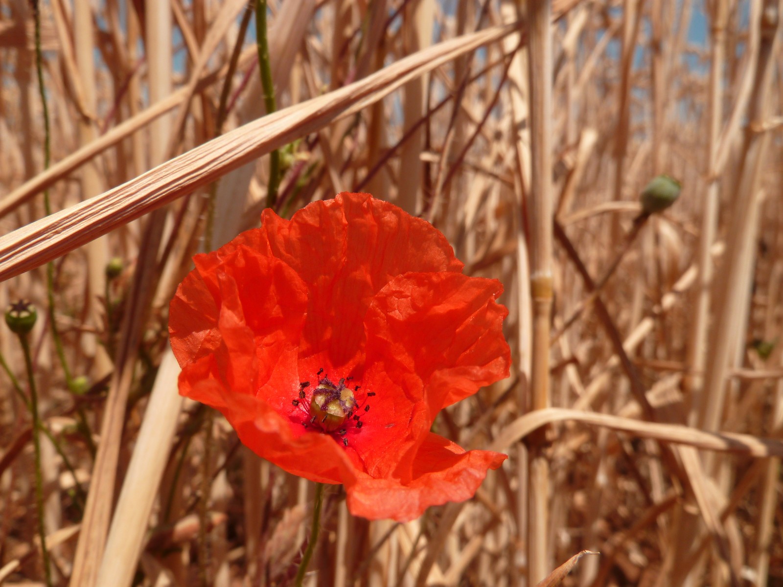 Fonds d'cran Nature Fleurs coquelicot