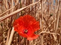 Fonds d'cran Nature coquelicot