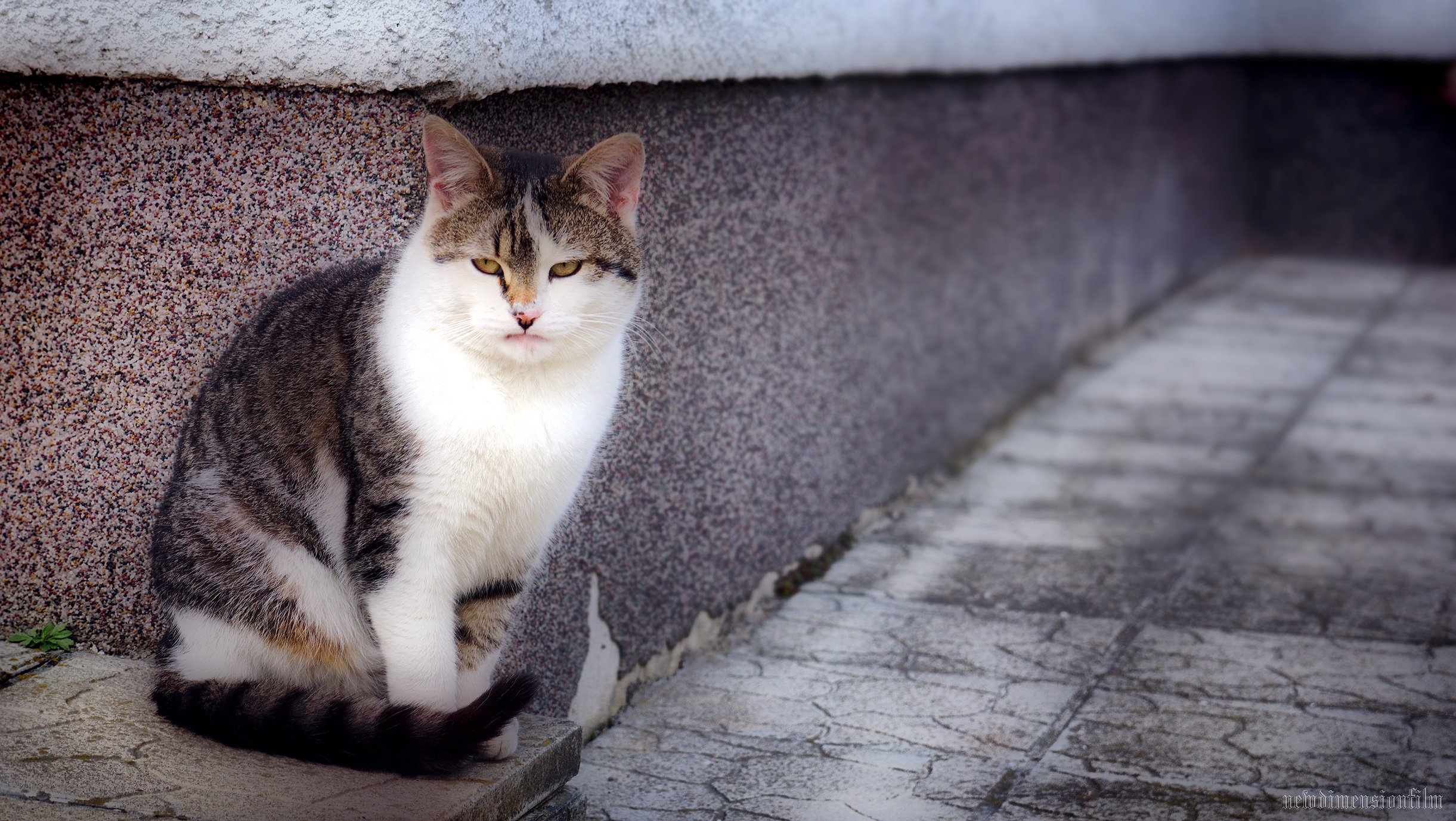 Fonds d'cran Animaux Chats - Chatons Murko sur le coin.