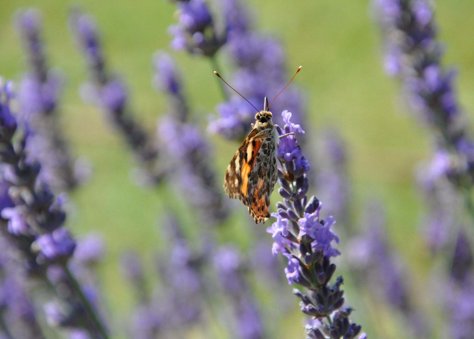 Wallpapers Animals Insects - Butterflies La Belle Dame