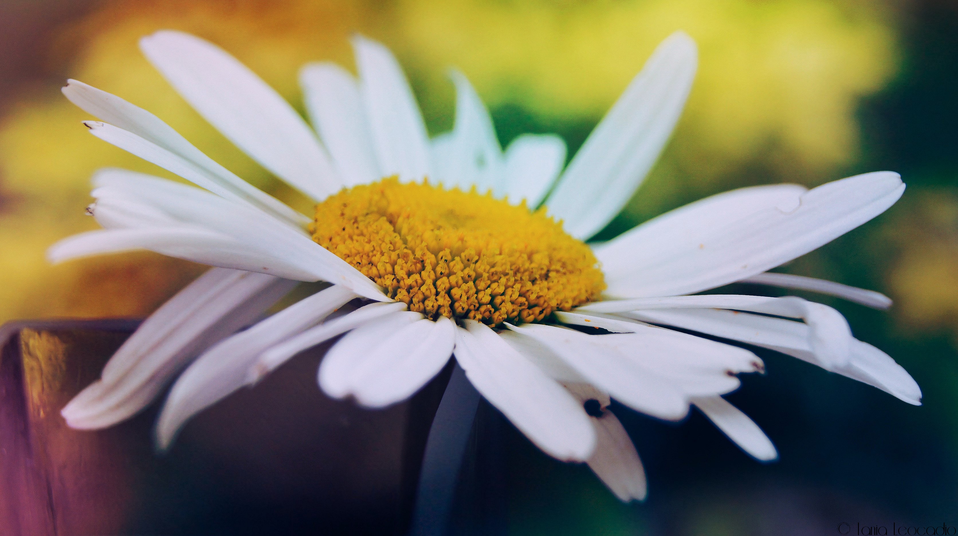 Fonds d'cran Nature Fleurs La marguerite