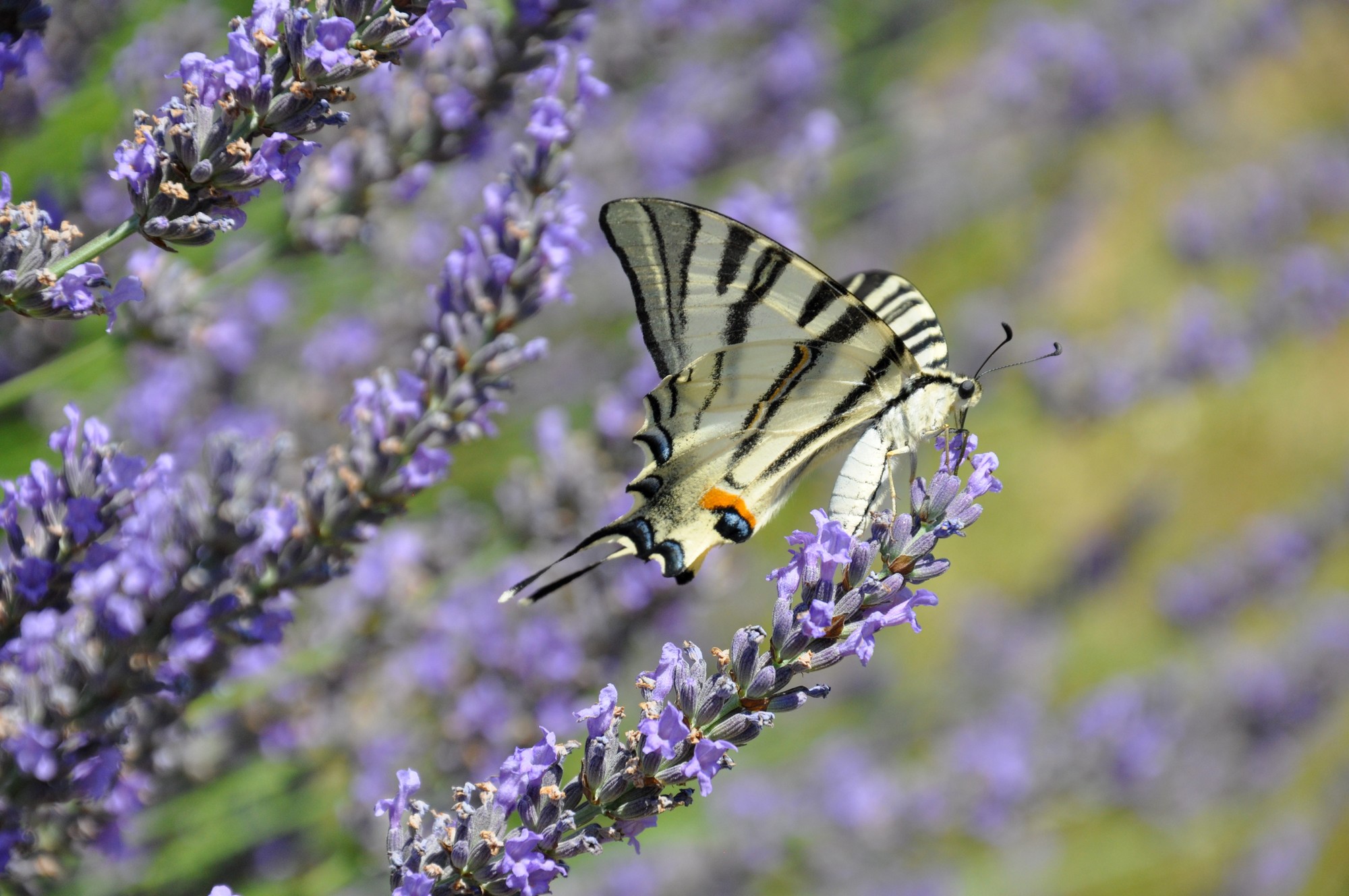 Fonds d'cran Animaux Insectes - Papillons Flamb