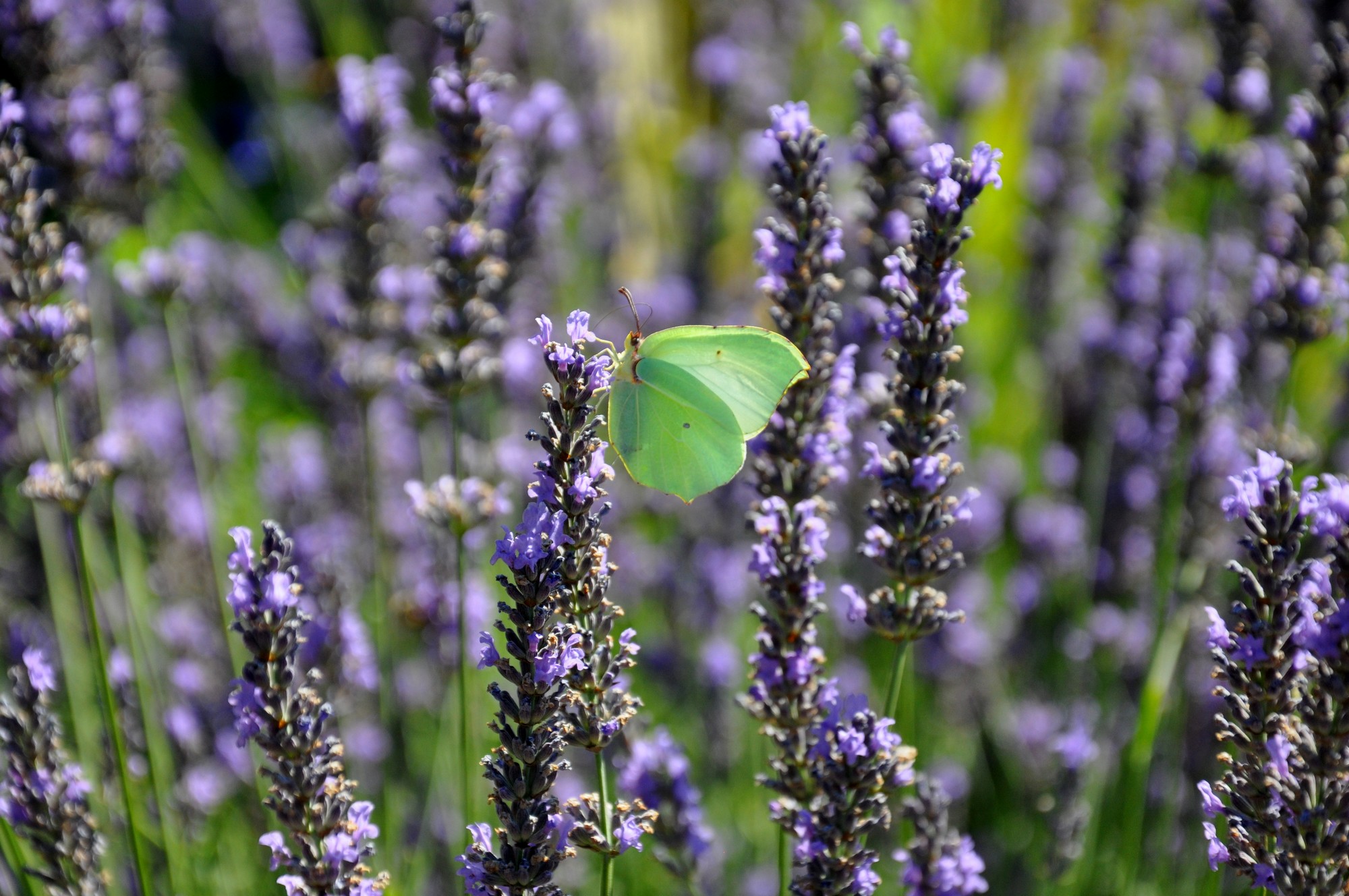 Wallpapers Animals Insects - Butterflies Mme Citron