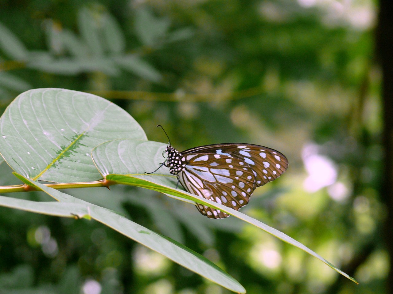 Wallpapers Animals Insects - Butterflies papillon