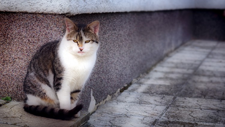 Fonds d'cran Animaux Chats - Chatons Murko sur le coin.