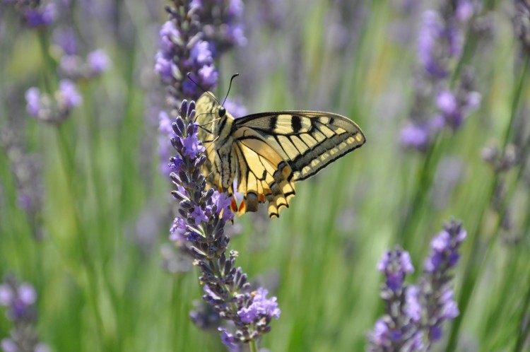 Fonds d'cran Animaux Insectes - Papillons Machaon