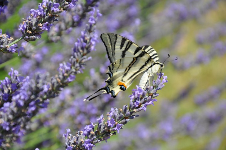 Wallpapers Animals Insects - Butterflies Flamb