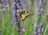 Fonds d'cran Animaux Machaon