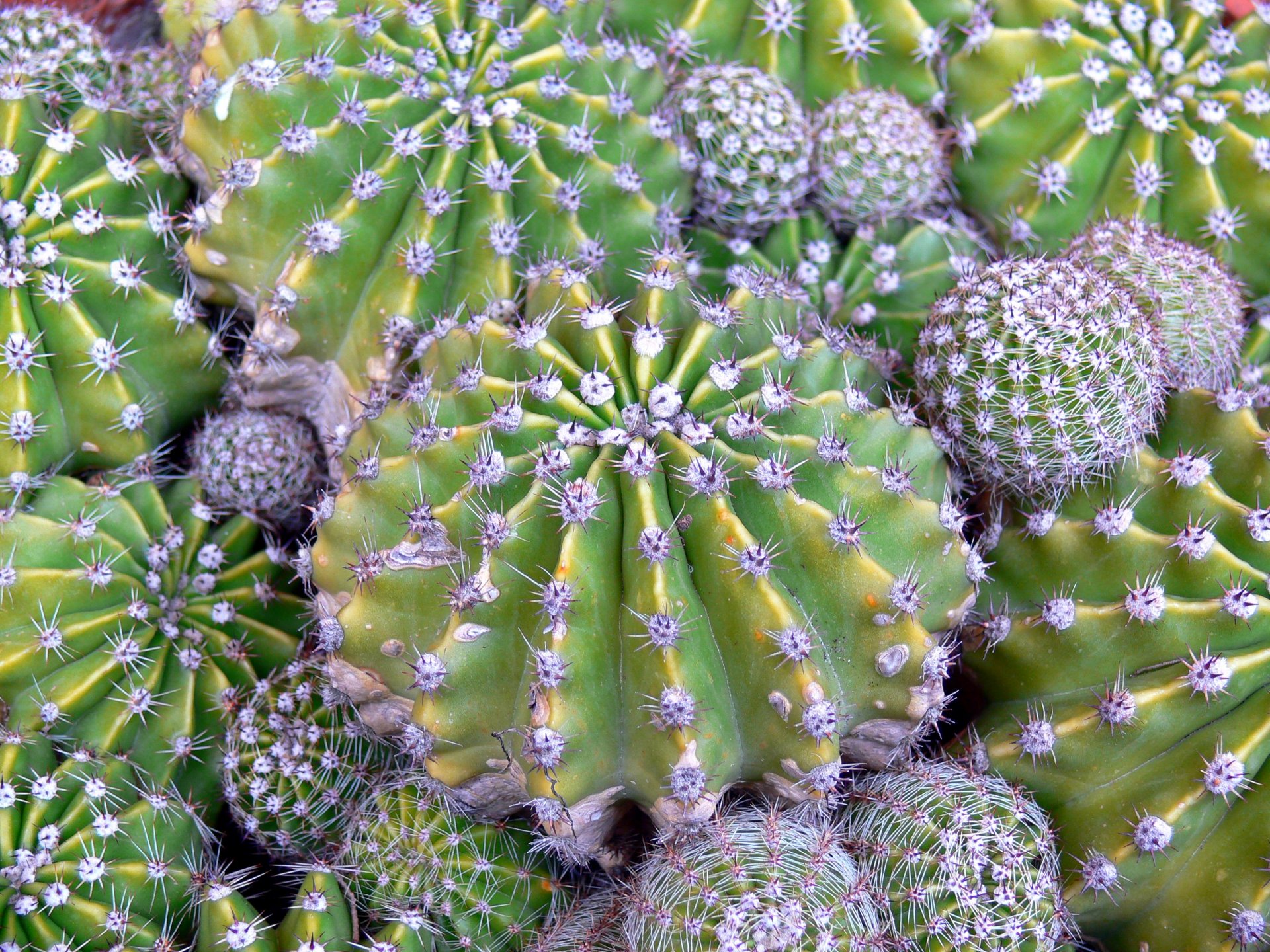 Wallpapers Nature Cactus 