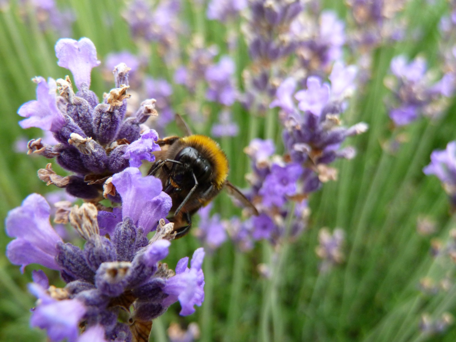 Fonds d'cran Animaux Insectes - Abeilles Gupes ... bourdon