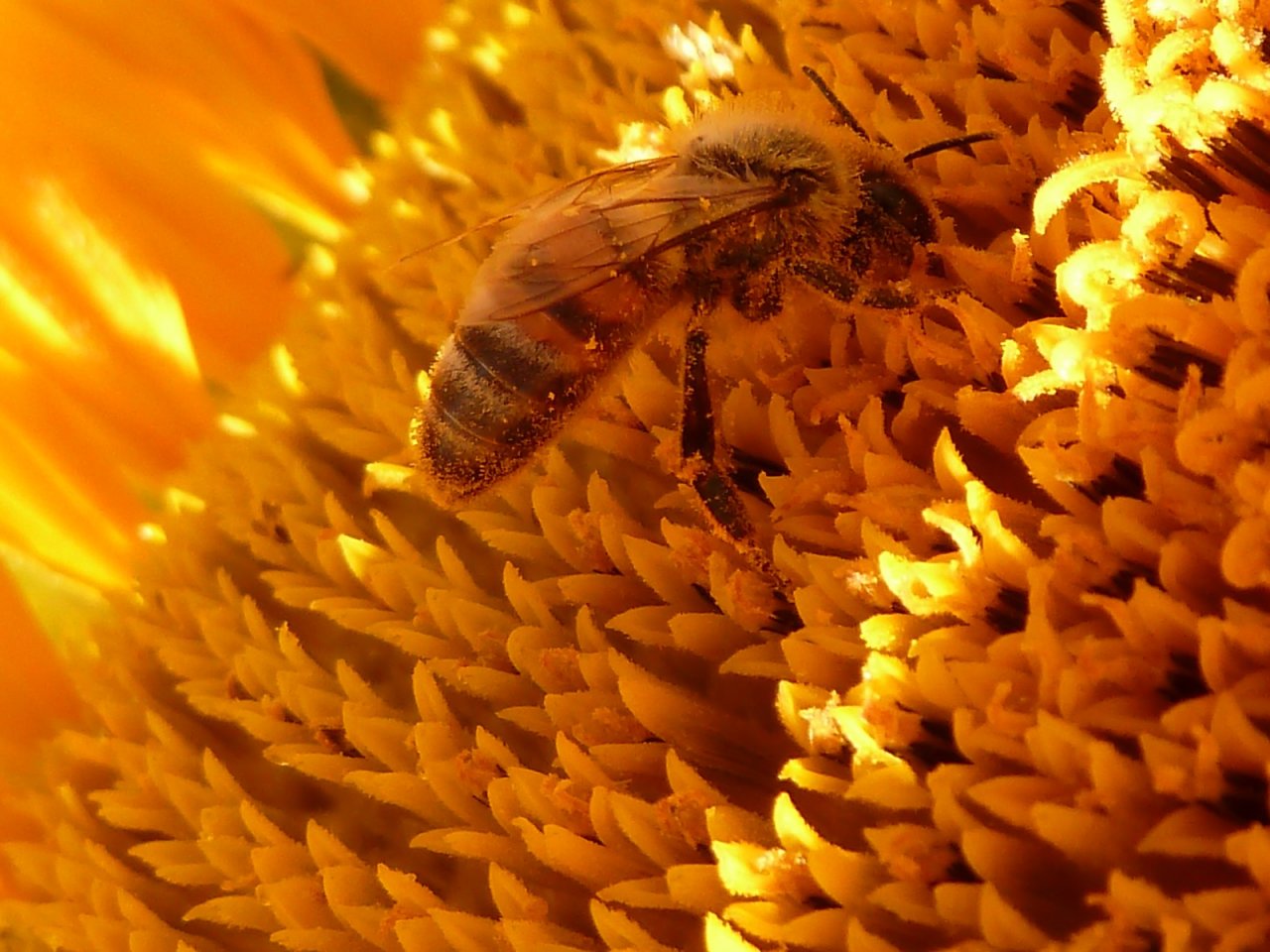 Fonds d'cran Animaux Insectes - Abeilles Gupes ... abeille