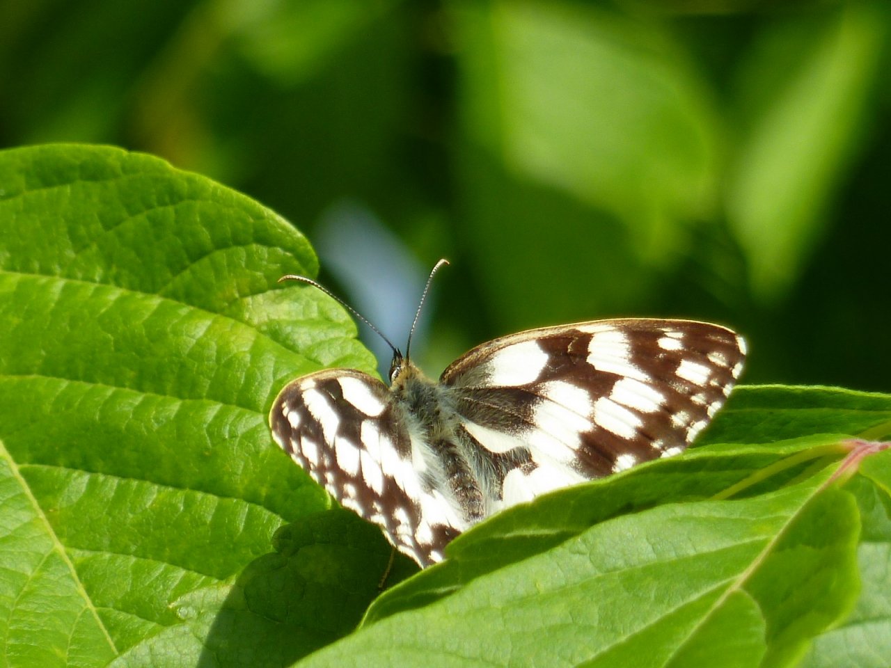 Wallpapers Animals Insects - Butterflies papillon