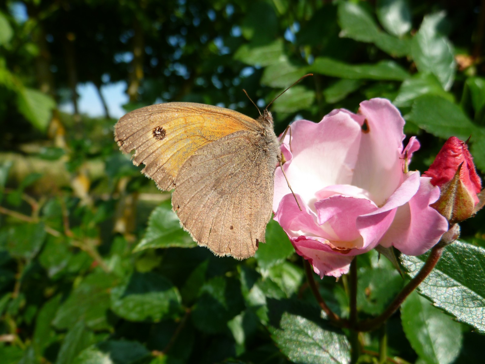 Fonds d'cran Animaux Insectes - Papillons papillons