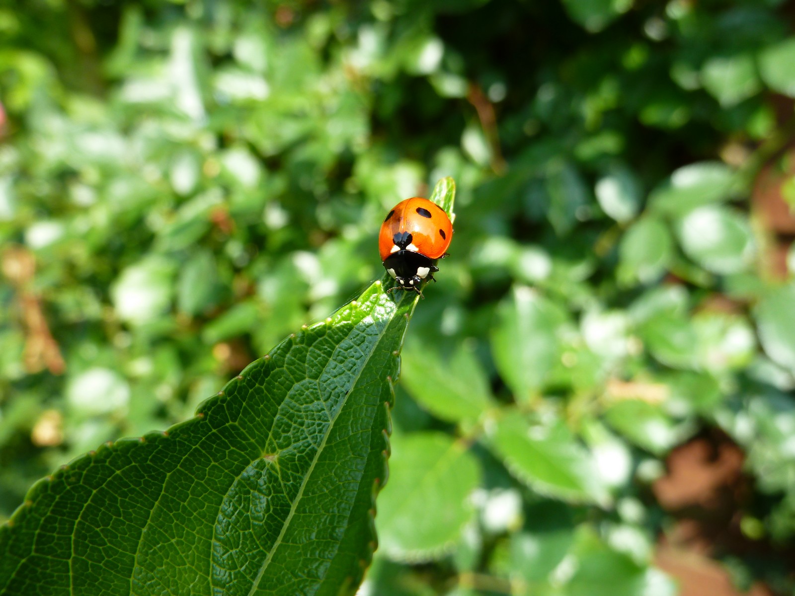 Fonds d'cran Animaux Insectes - Coccinelles coccinelles