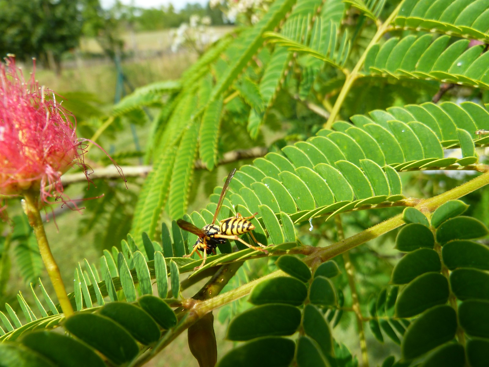 Fonds d'cran Animaux Insectes - Abeilles Gupes ... guepes