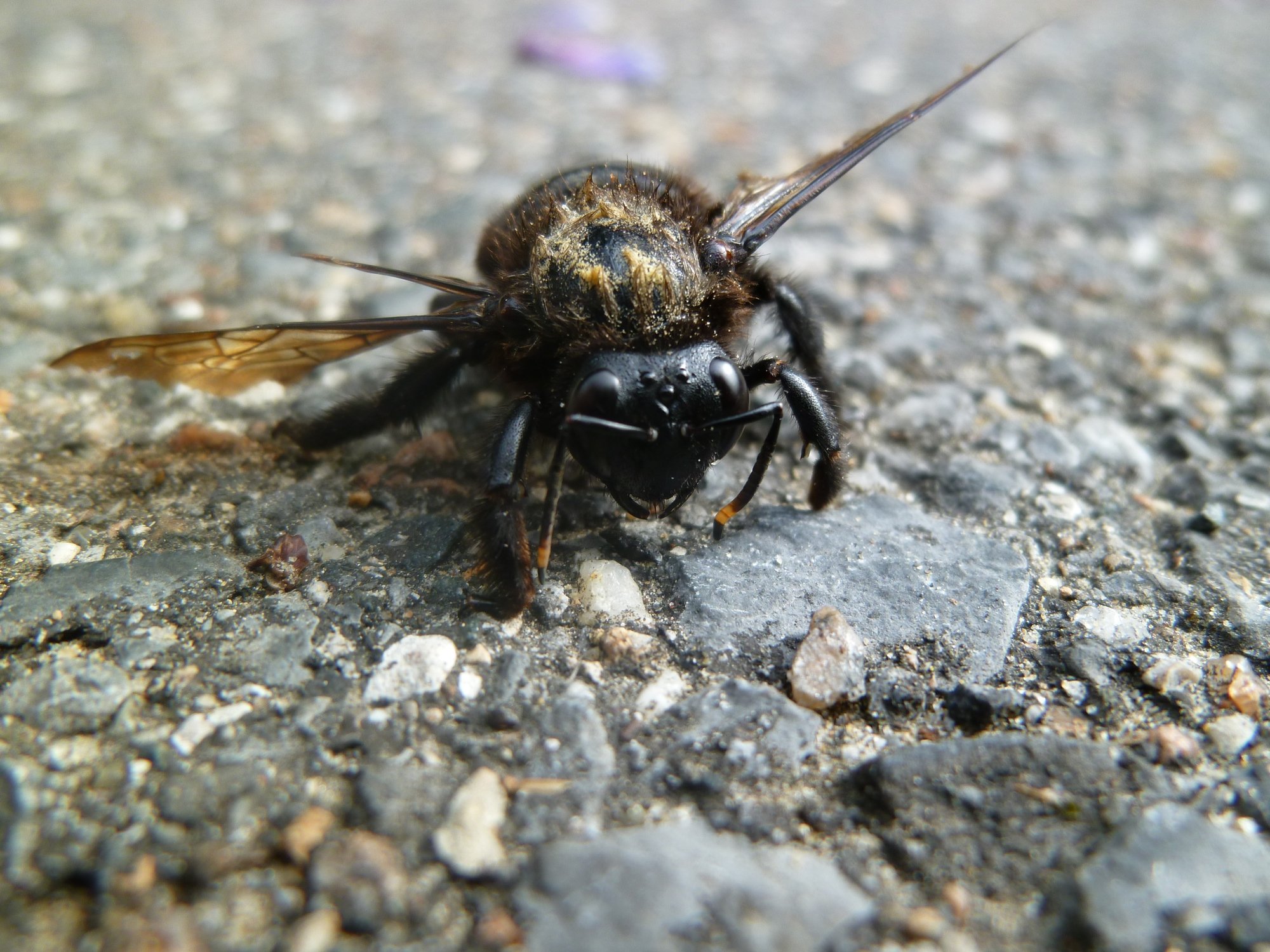 Fonds d'cran Animaux Insectes - Abeilles Gupes ... Abeille charpentire