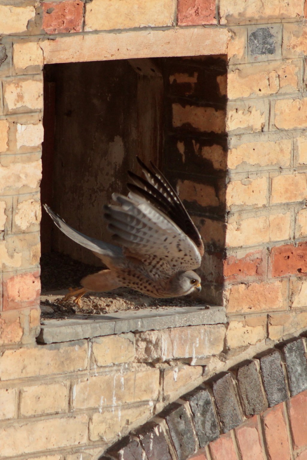 Fonds d'cran Animaux Oiseaux - Faucons Faucon crcerelle prenant son envol