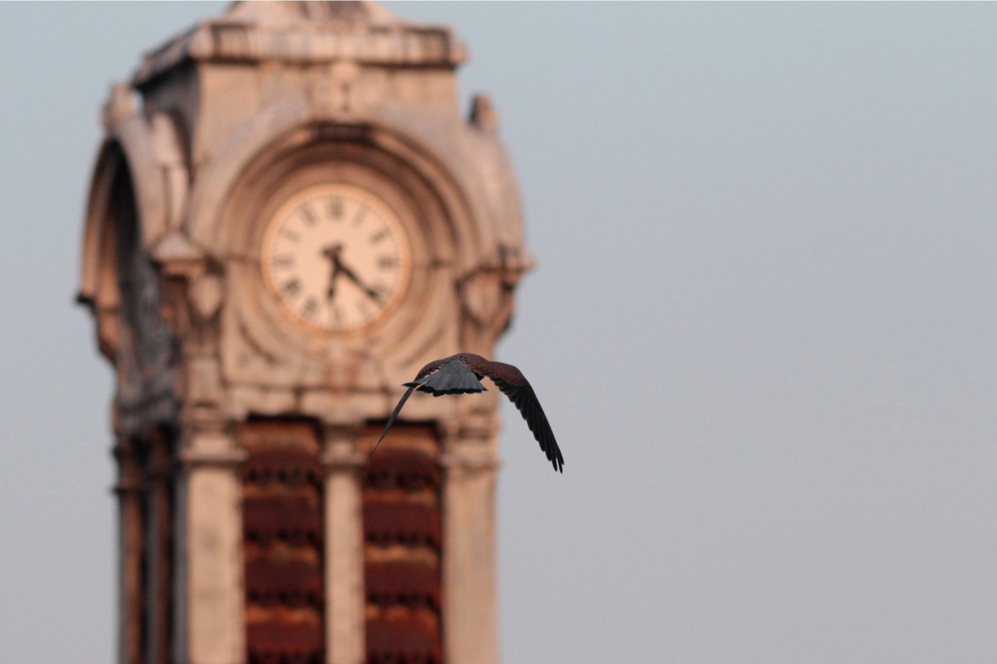 Fonds d'cran Animaux Oiseaux - Faucons Faucon crcerelle volant contre clocher