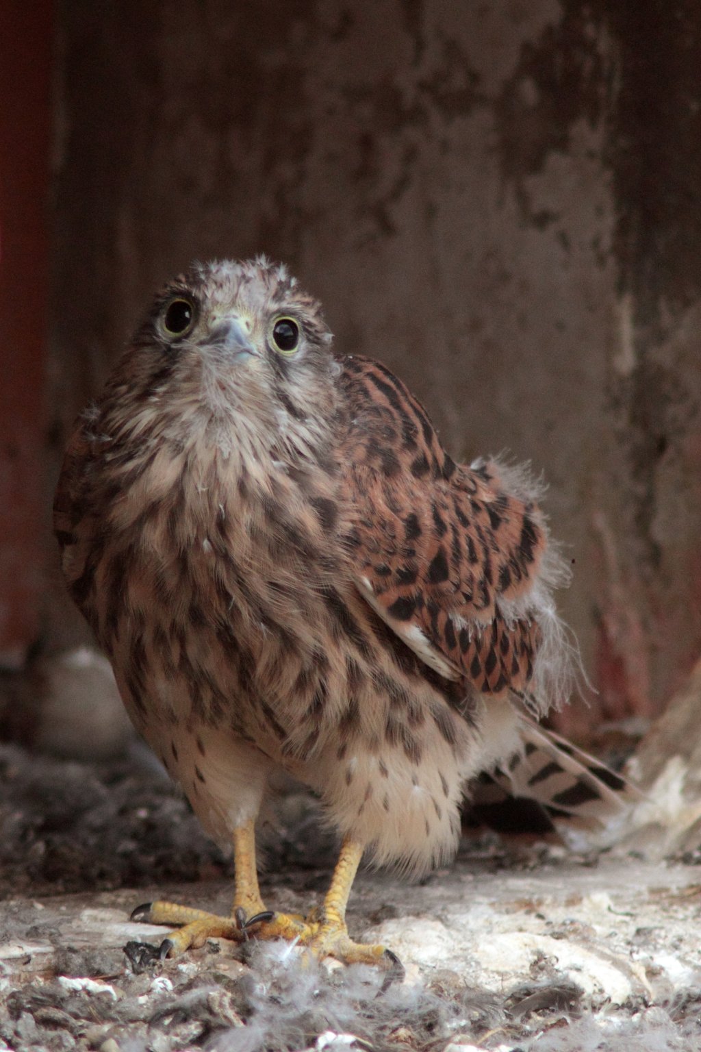 Fonds d'cran Animaux Oiseaux - Faucons Jeune faucon crcerelle