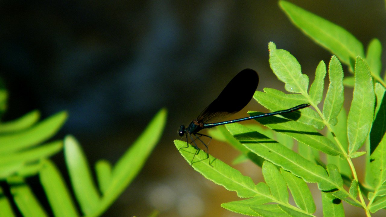 Fonds d'cran Animaux Insectes - Libellules vhicule de l'me...