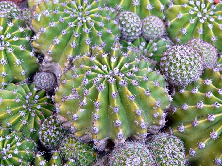 Wallpapers Nature Cactus Wallpaper N282636