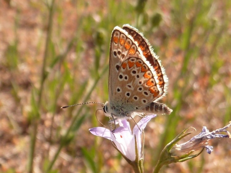 Fonds d'cran Animaux Insectes - Papillons papillons