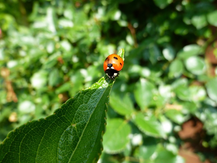 Fonds d'cran Animaux Insectes - Coccinelles coccinelles