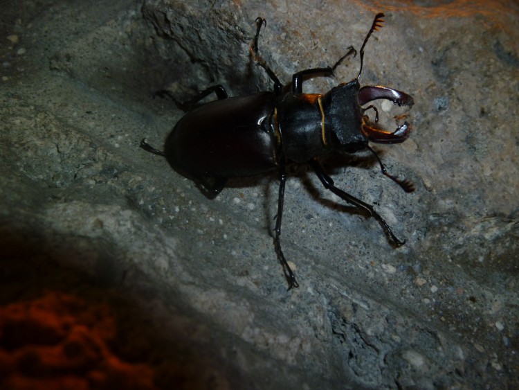 Wallpapers Animals Insects - Beetles Lucane