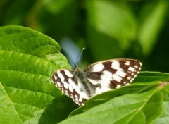 Fonds d'cran Animaux papillon