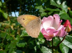 Fonds d'cran Animaux papillons