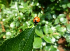 Fonds d'cran Animaux coccinelles