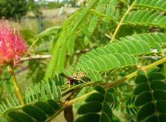 Fonds d'cran Animaux guepes