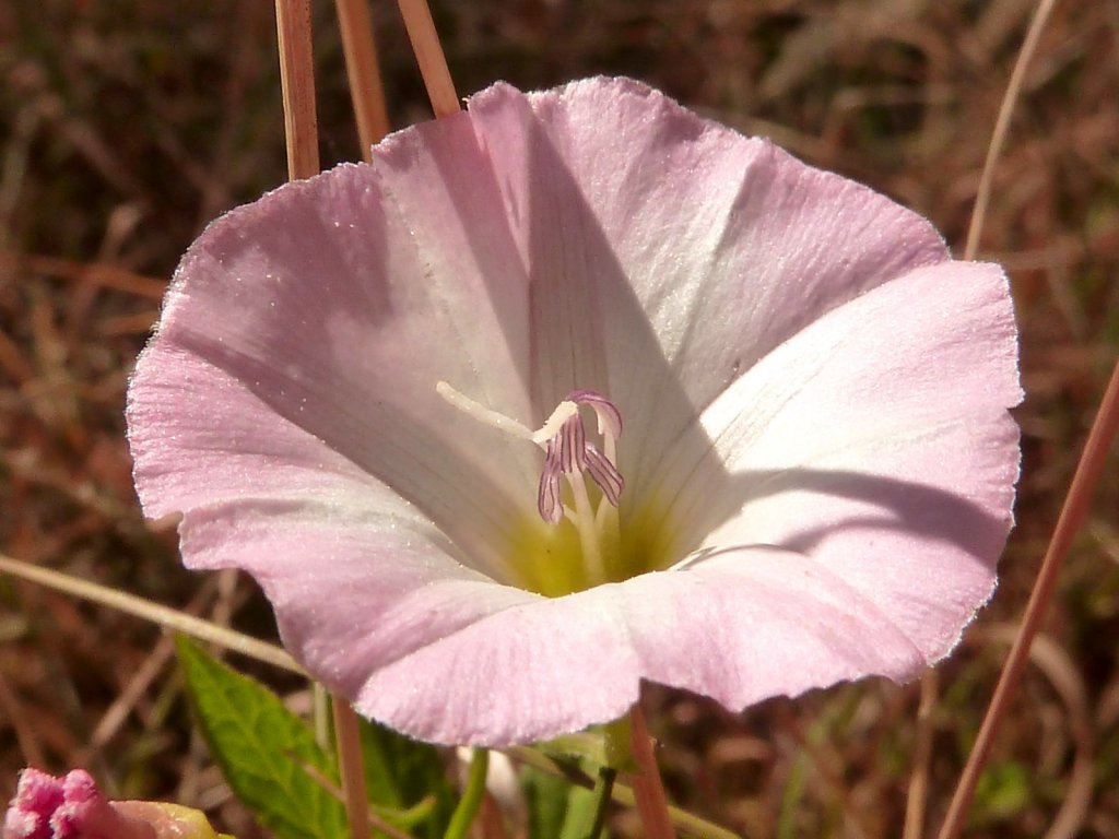 Wallpapers Nature Flowers fleurs des champs