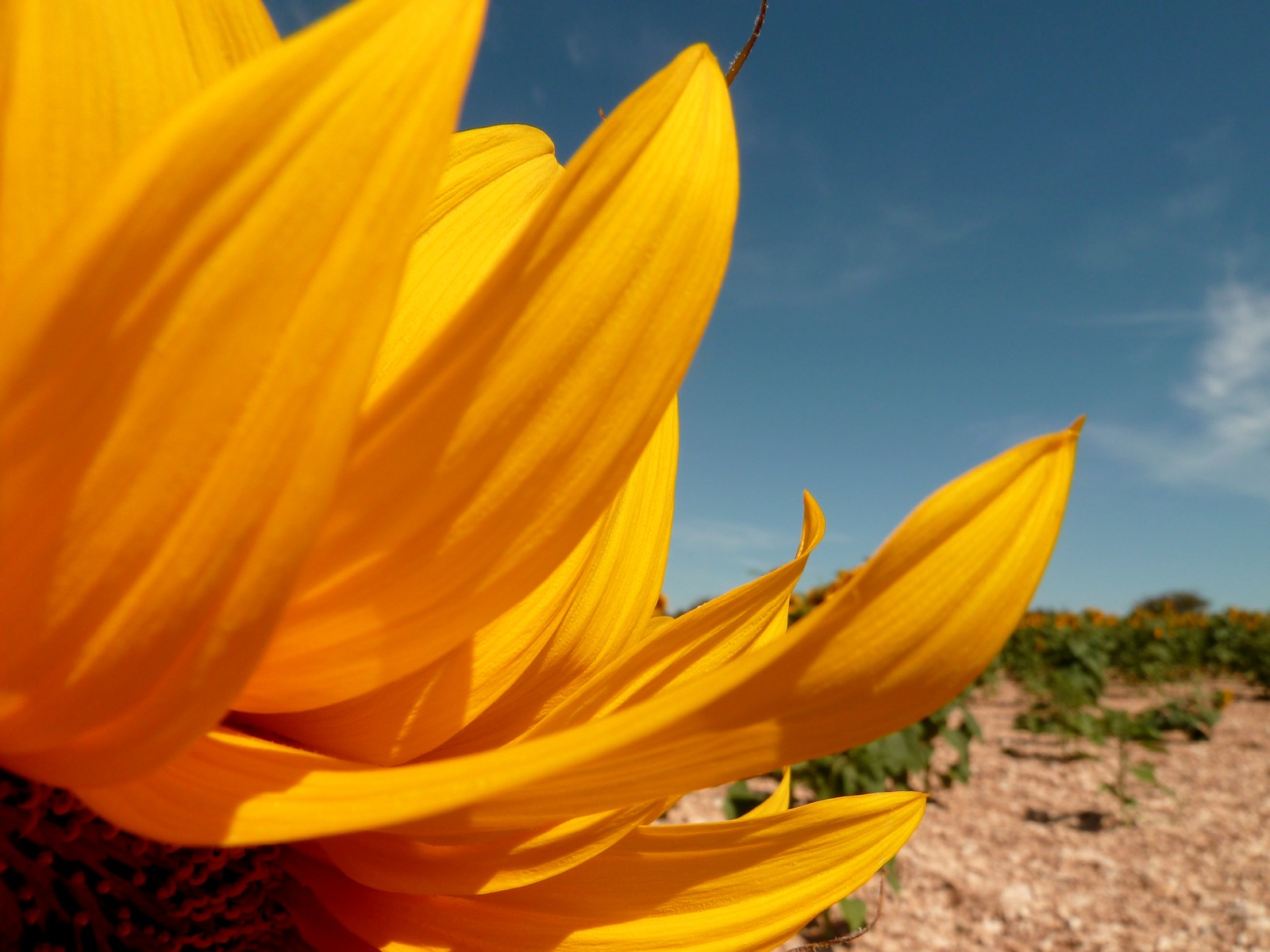 Wallpapers Nature Flowers tournesol