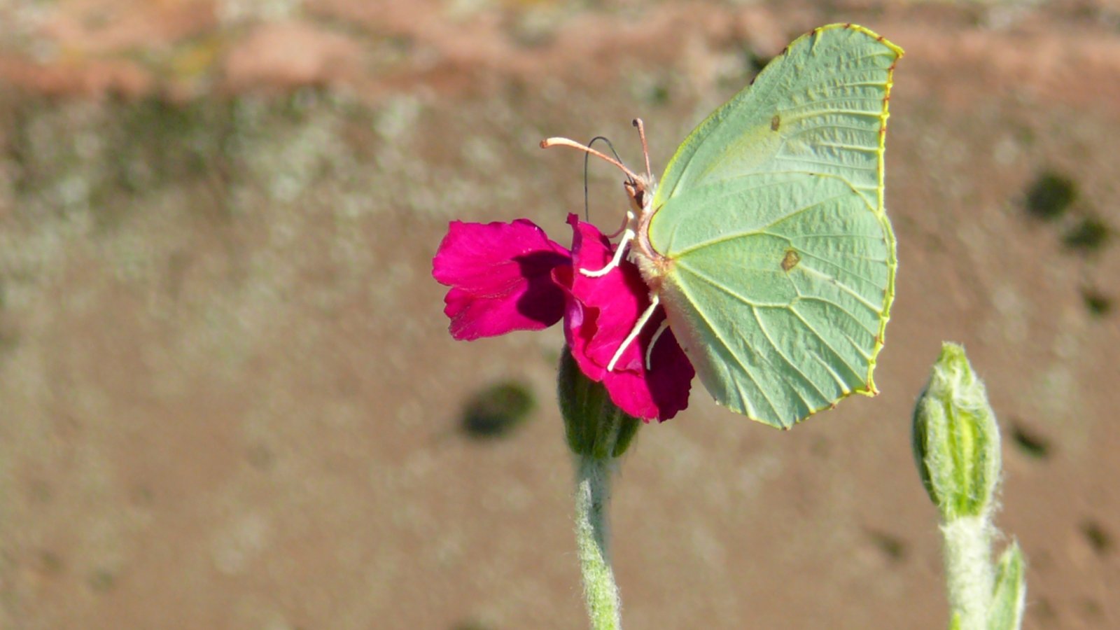 Wallpapers Animals Insects - Butterflies 