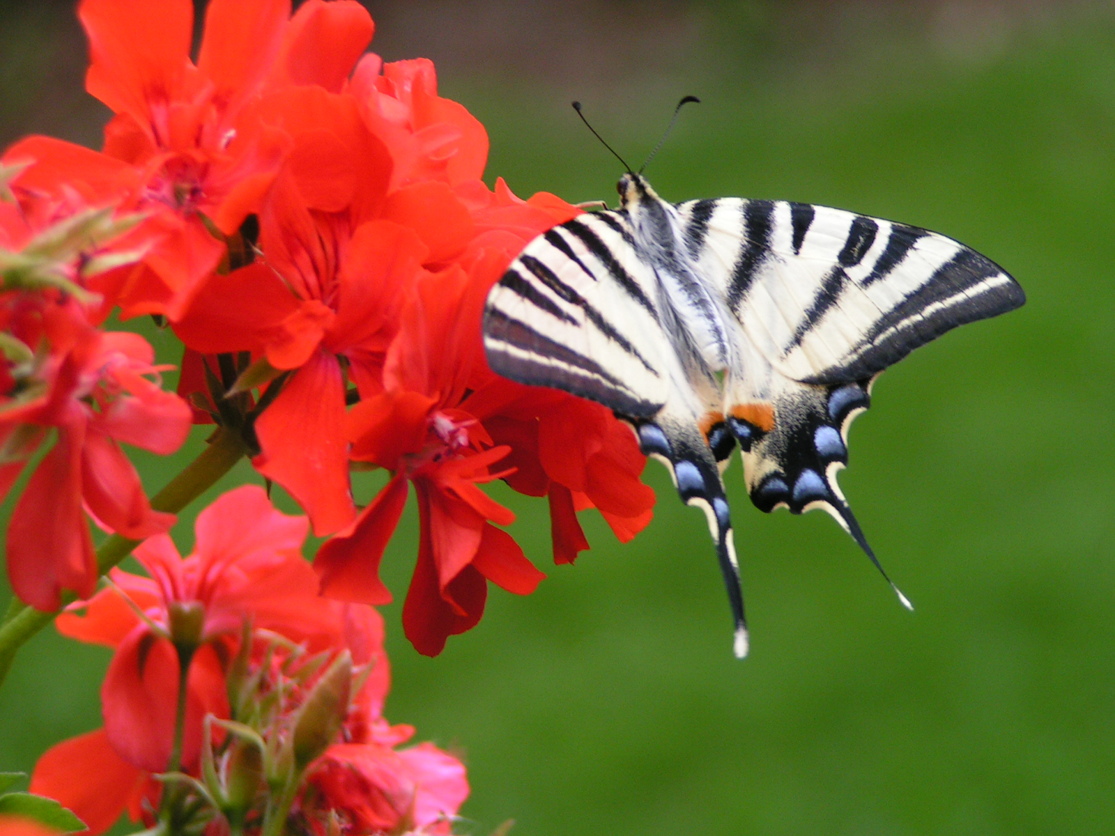 Fonds d'cran Animaux Insectes - Papillons 