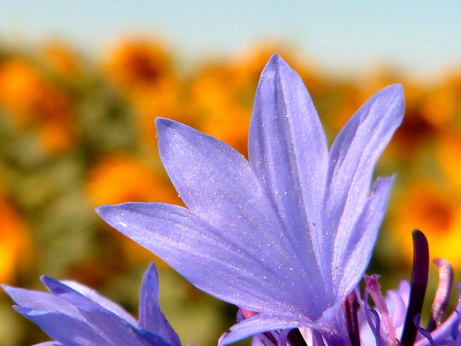 Fonds d'cran Nature Fleurs bleuet