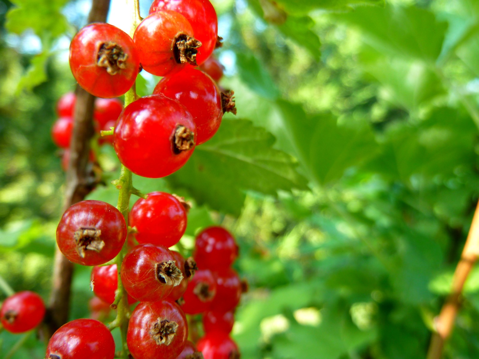 Wallpapers Nature Fruits groseille