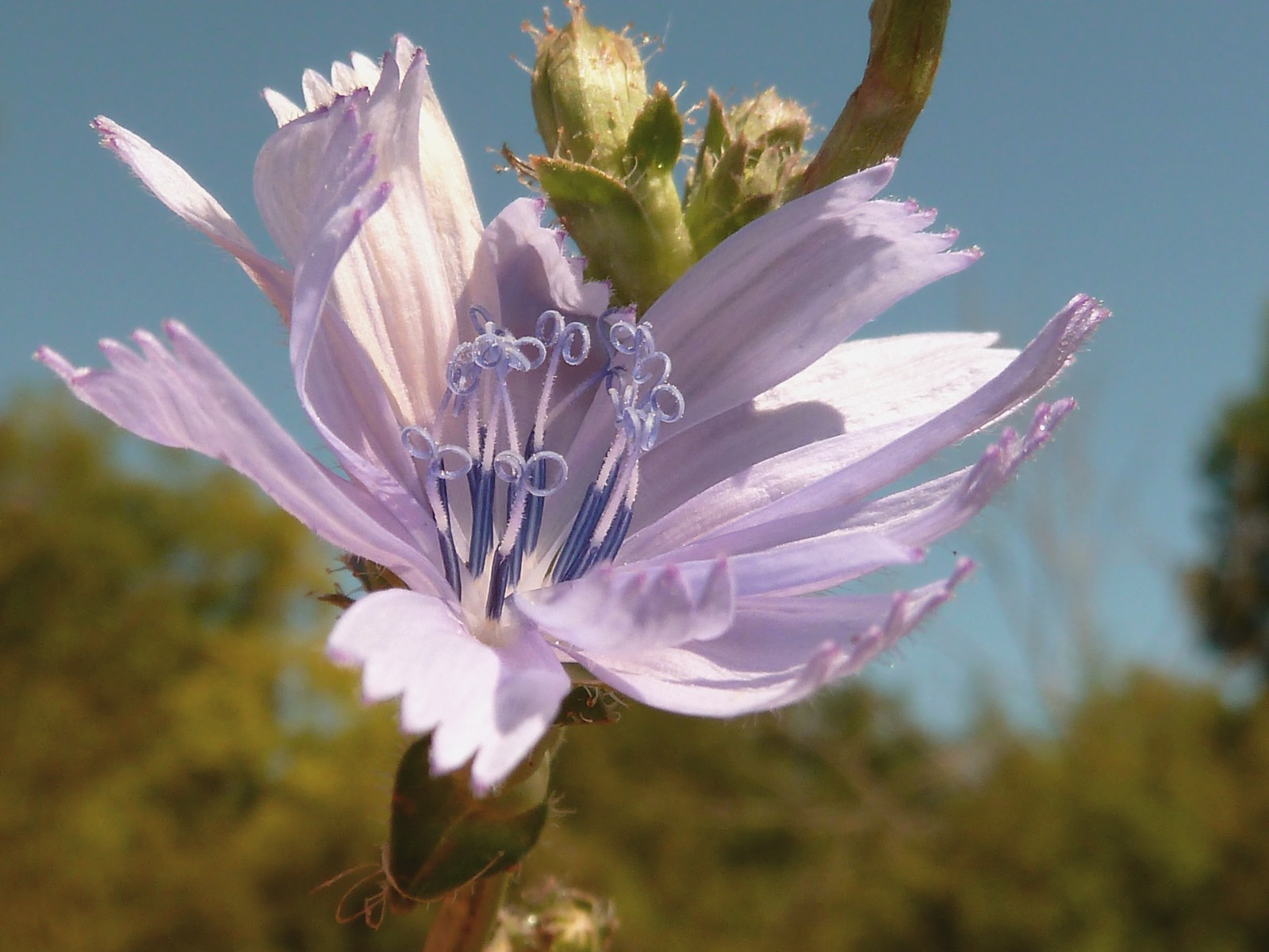 Fonds d'cran Nature Fleurs bleuet