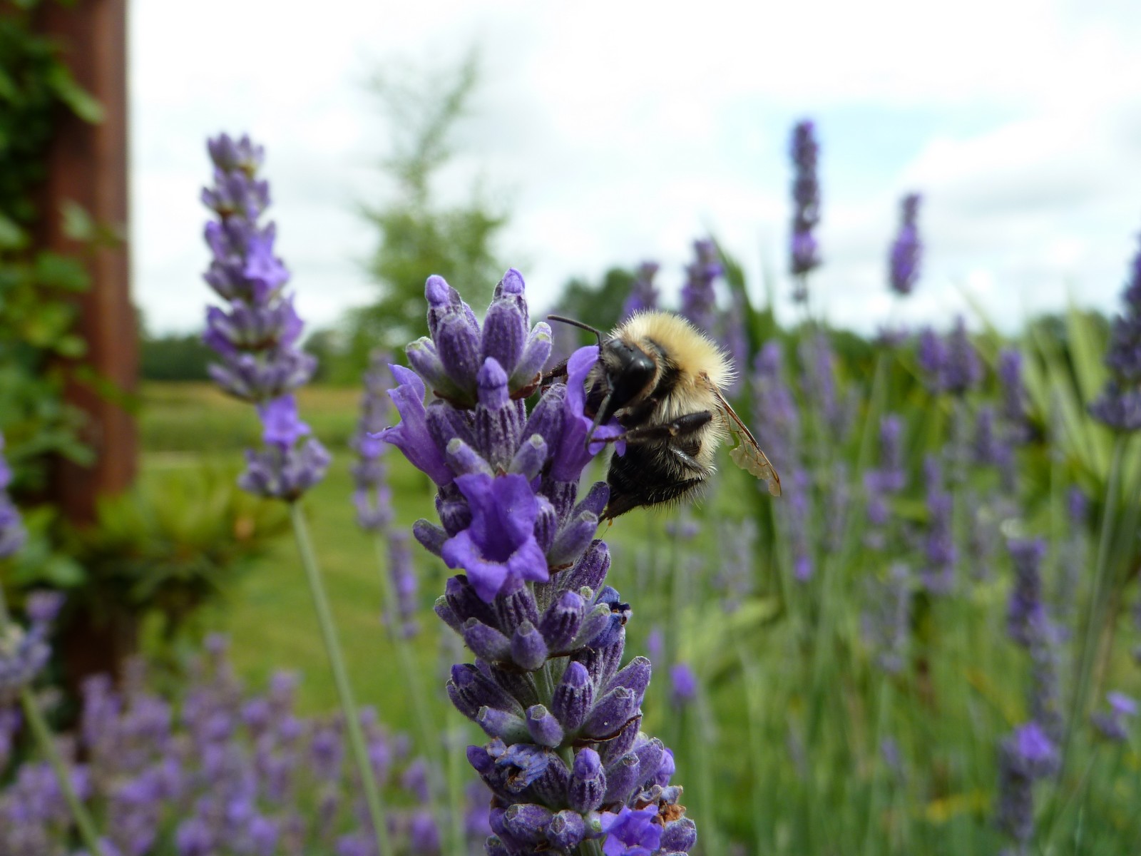 Fonds d'cran Animaux Insectes - Abeilles Gupes ... abeille