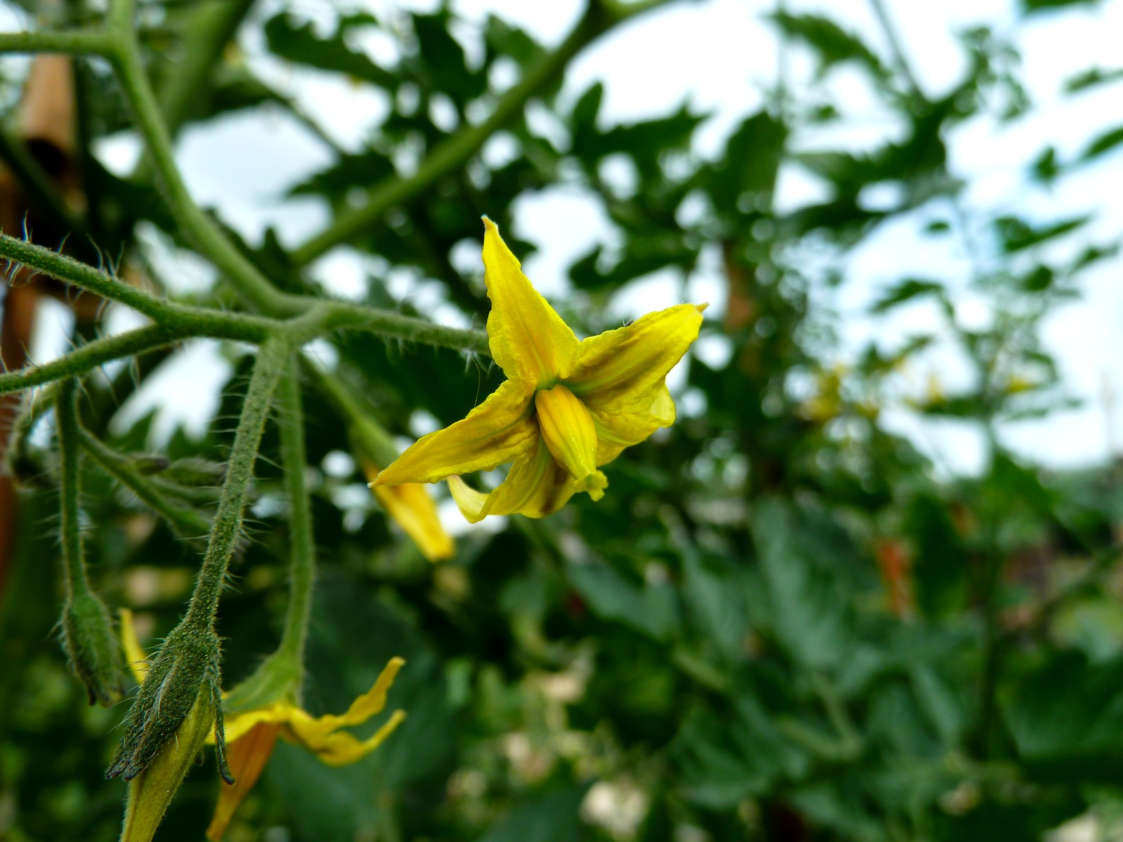 Fonds d'cran Nature Fleurs fleur de tomate