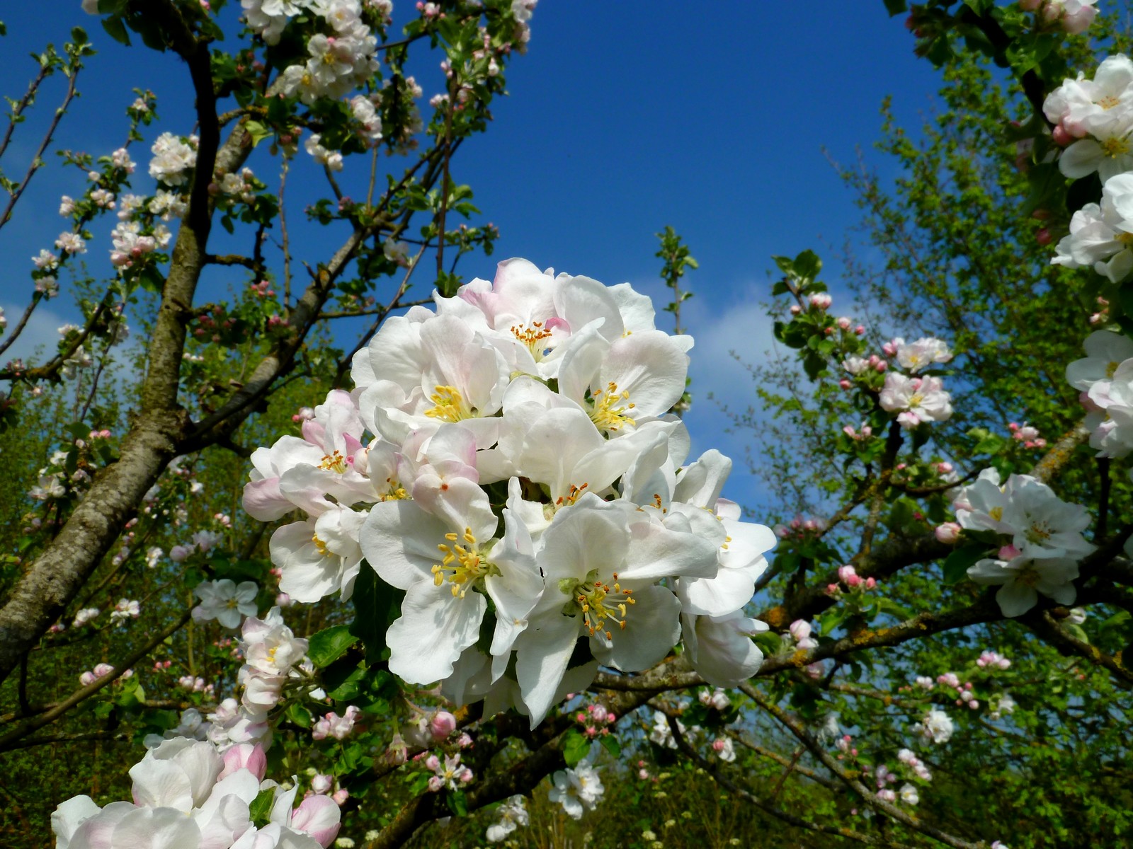 Wallpapers Nature Flowers Fleurs de pommier