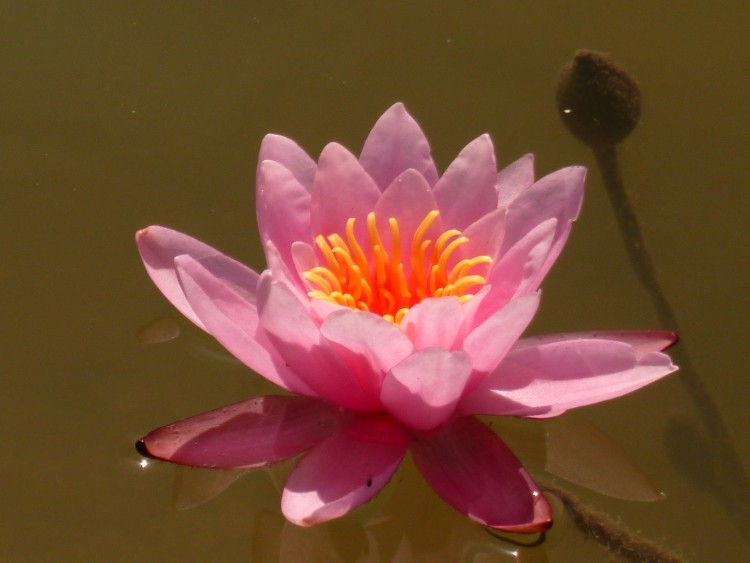 Fonds d'cran Nature Fleurs nenuphare