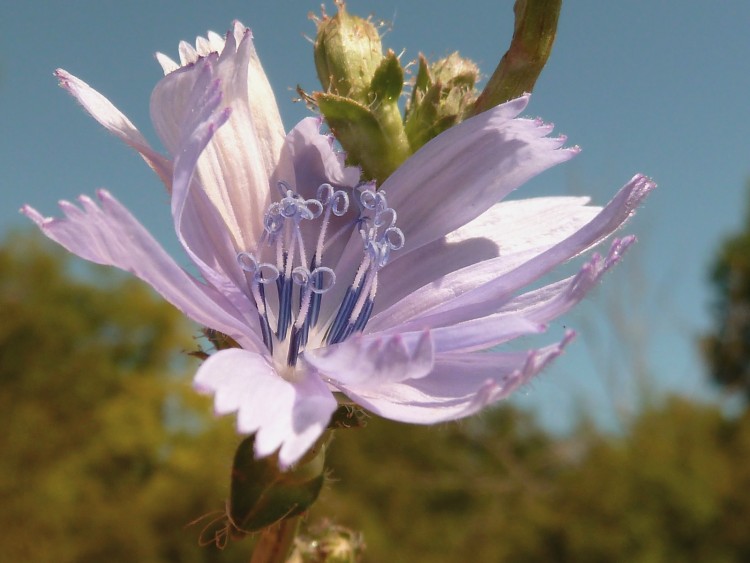 Fonds d'cran Nature Fleurs bleuet